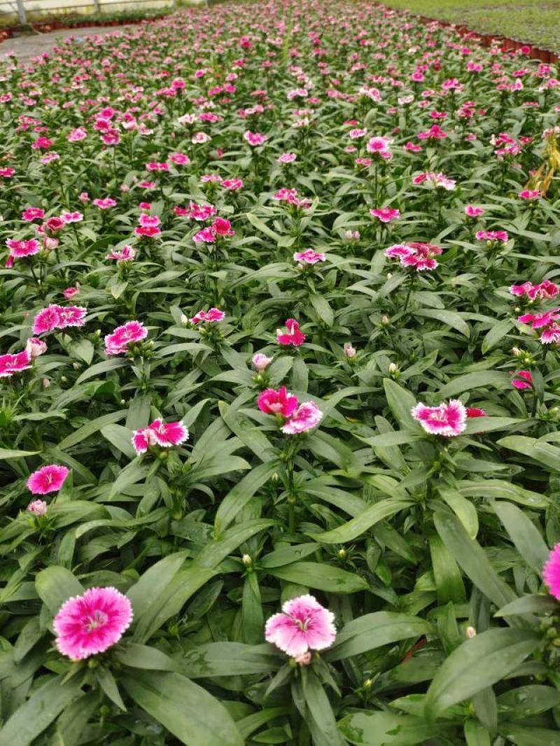 春季当季草花常夏石竹