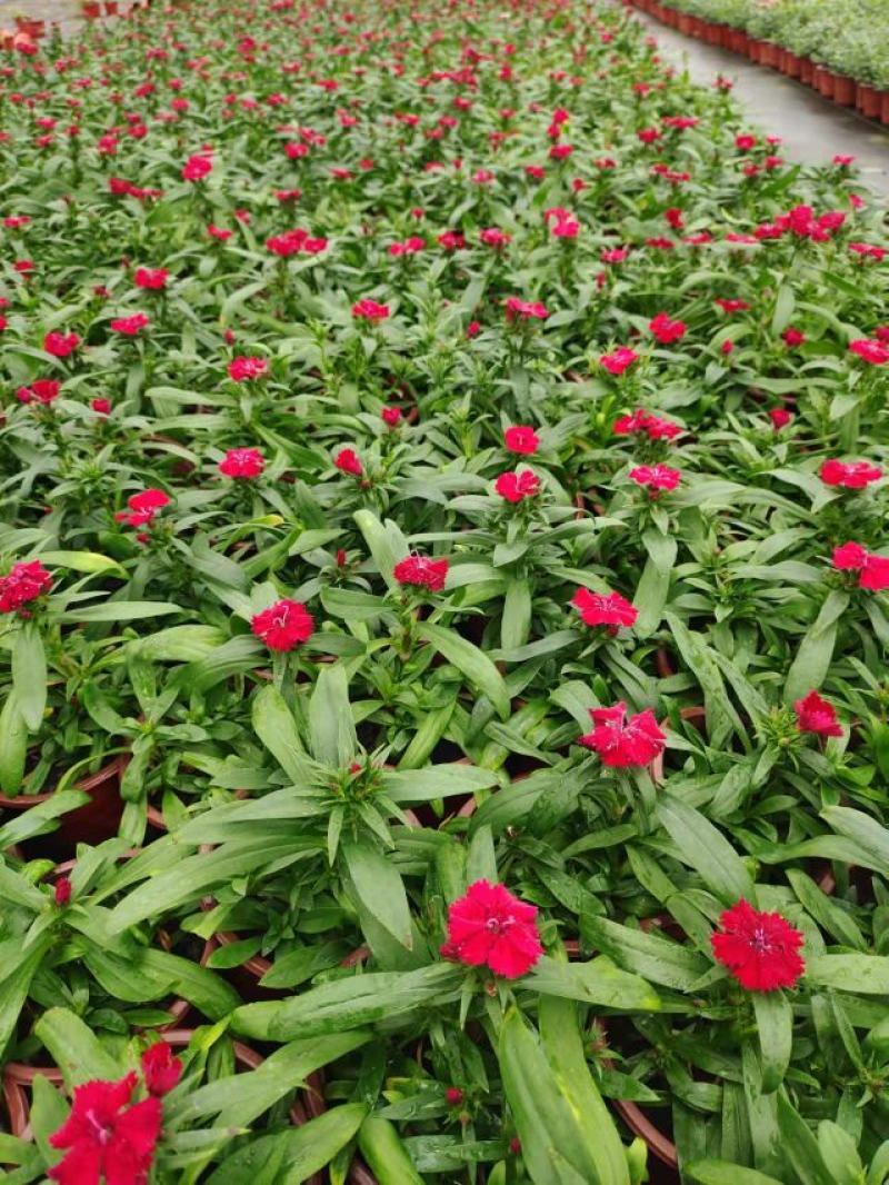 春季当季草花常夏石竹