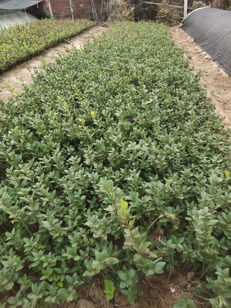 卫矛胶东卫矛苗，卫矛球20-1.5米卫矛球
