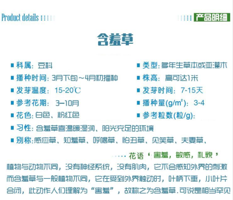 含羞草种子阳台绿植春季花种子室内盆栽害羞草种子