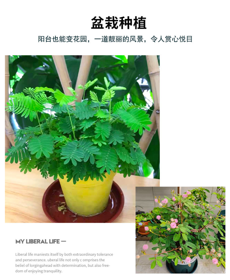 含羞草种子阳台绿植春季花种子室内盆栽害羞草种子