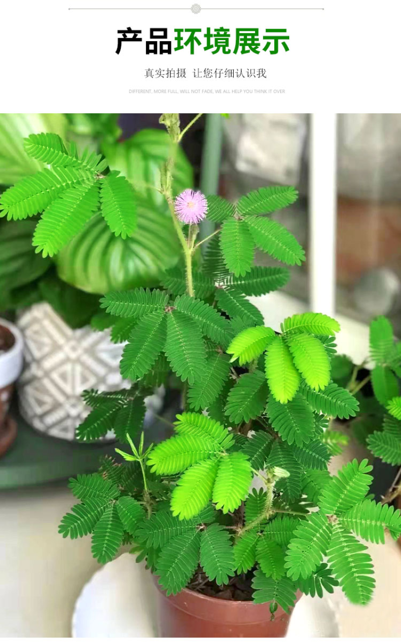 含羞草种子阳台绿植春季花种子室内盆栽害羞草种子