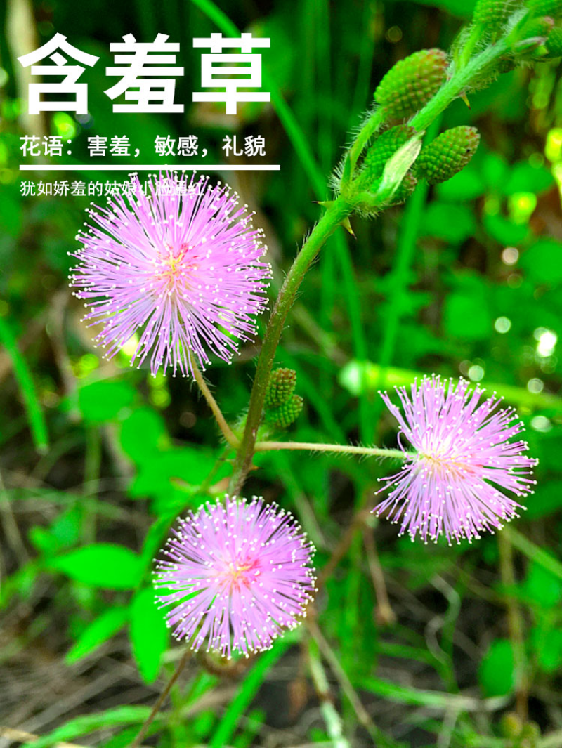 含羞草种子阳台绿植春季花种子室内盆栽害羞草种子
