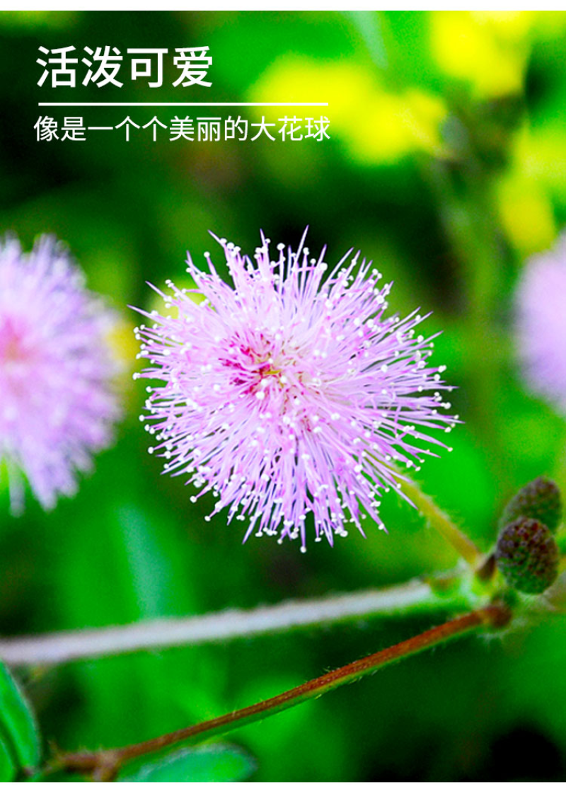 含羞草种子阳台绿植春季花种子室内盆栽害羞草种子