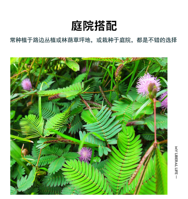 含羞草种子阳台绿植春季花种子室内盆栽害羞草种子