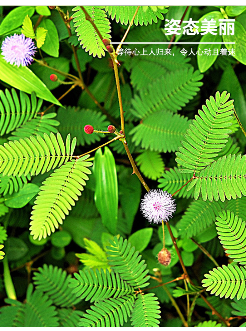 含羞草种子阳台绿植春季花种子室内盆栽害羞草种子