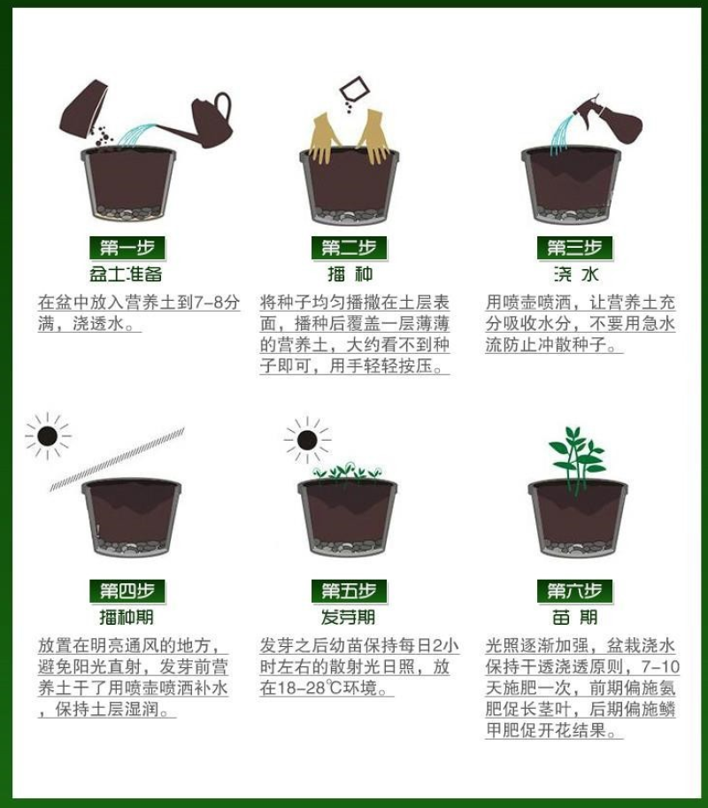 含羞草种子阳台绿植春季花种子室内盆栽害羞草种子