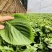 新鲜紫苏子叶食用100g1斤东北延边韩国烤肉1斤绿苏子叶