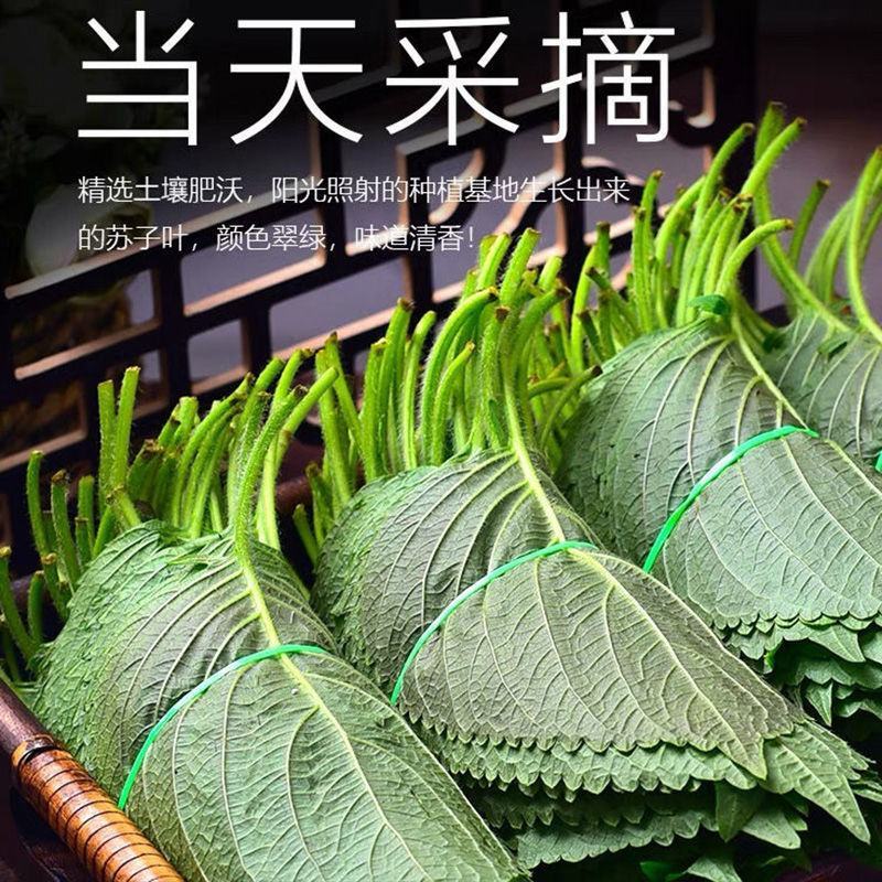 新鲜紫苏子叶食用100g1斤东北延边韩国烤肉1斤绿苏子叶