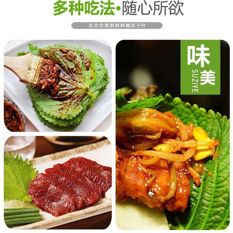 新鲜紫苏子叶食用100g1斤东北延边韩国烤肉1斤绿苏子叶