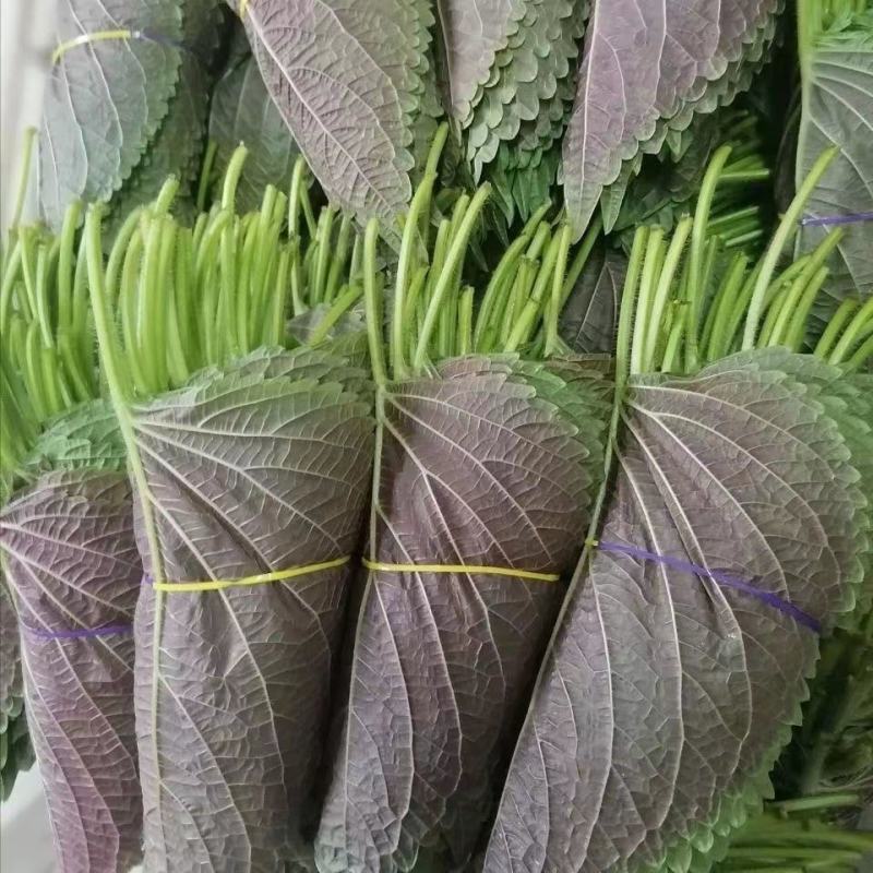 新鲜紫苏子叶食用100g1斤东北延边韩国烤肉1斤绿苏子叶