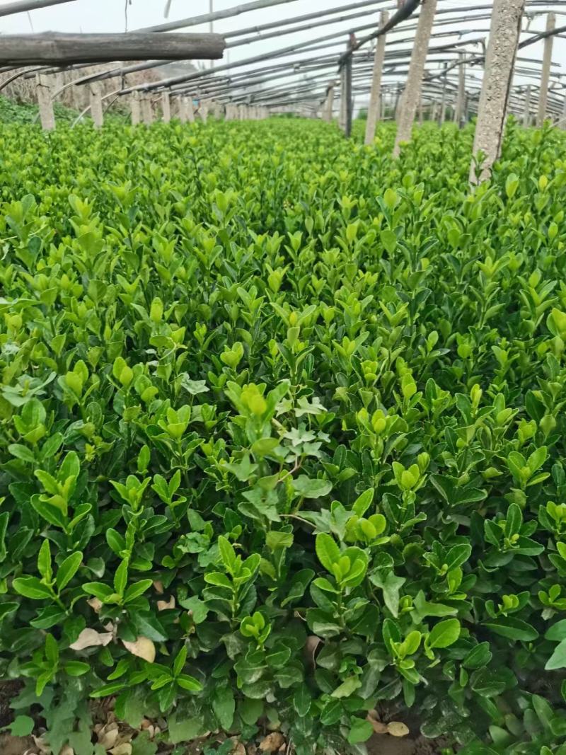 大叶黄杨，大叶黄杨苗，大叶黄杨球，规格齐全