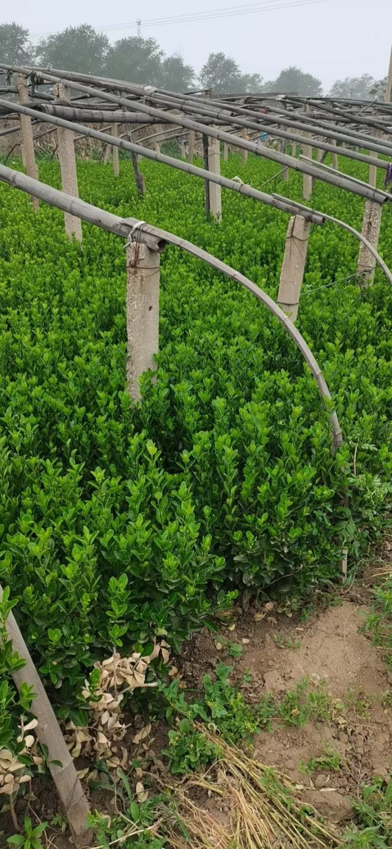 大叶黄杨，大叶黄杨苗，大叶黄杨球，规格齐全