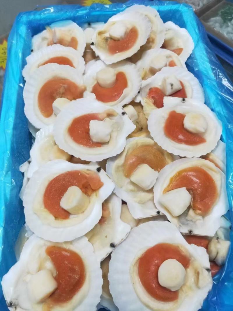 组合贝