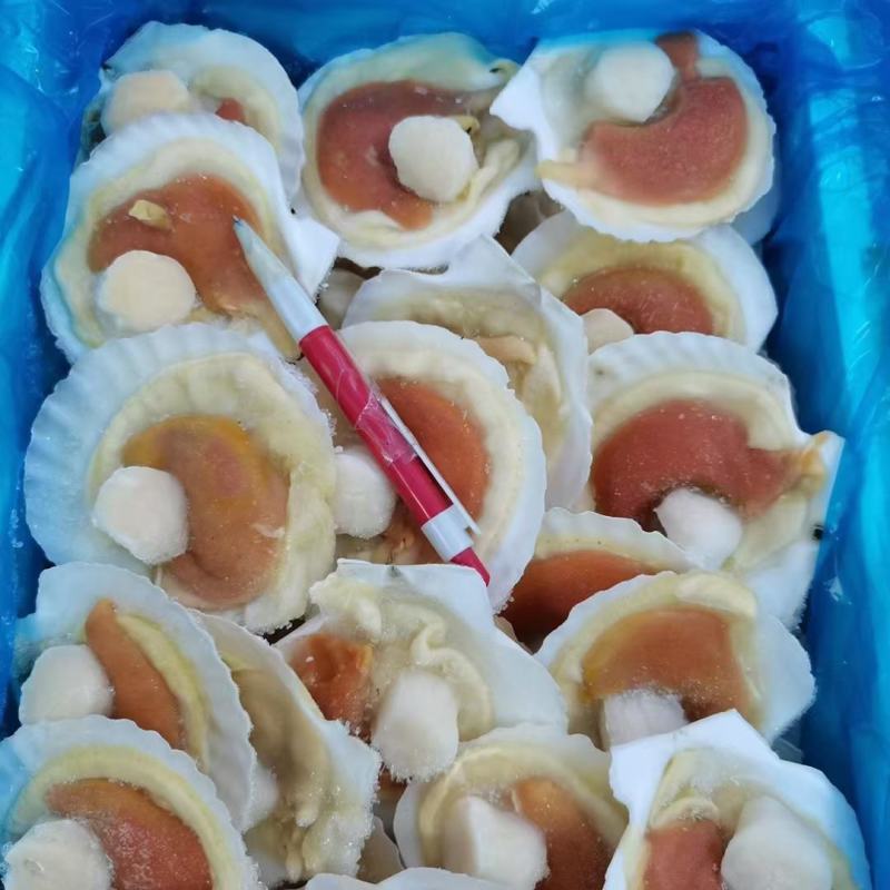 组合贝