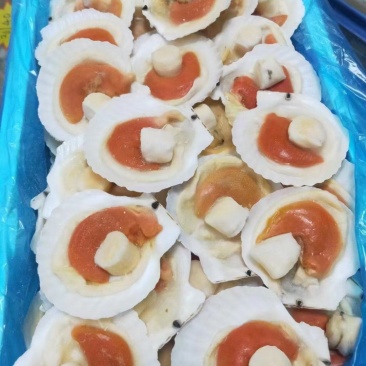 组合贝