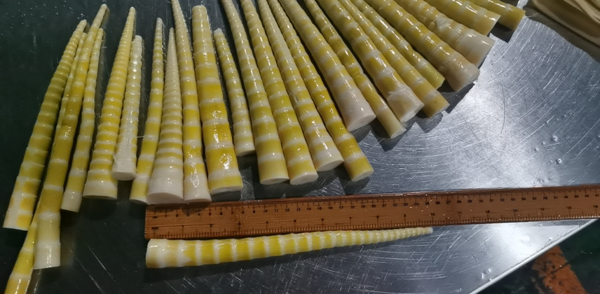 山竹不同大小对比图