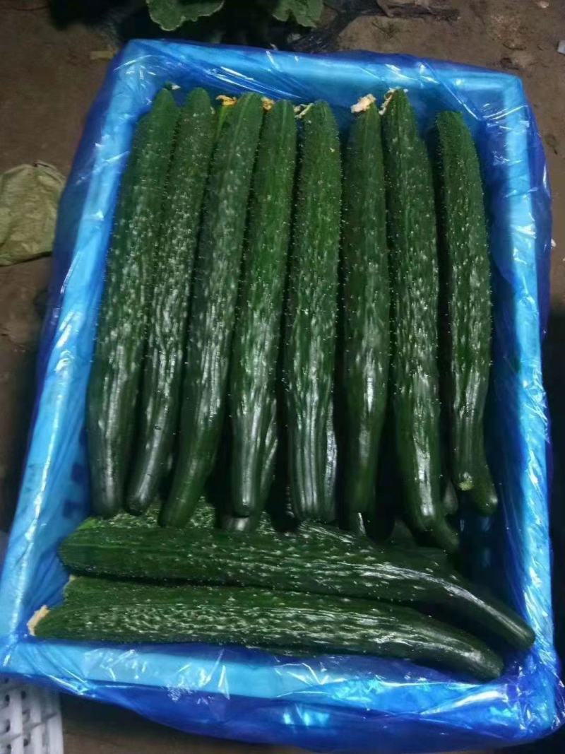 夏邑县油亮密剌黄瓜青瓤，当天釆一手货源产地发货，