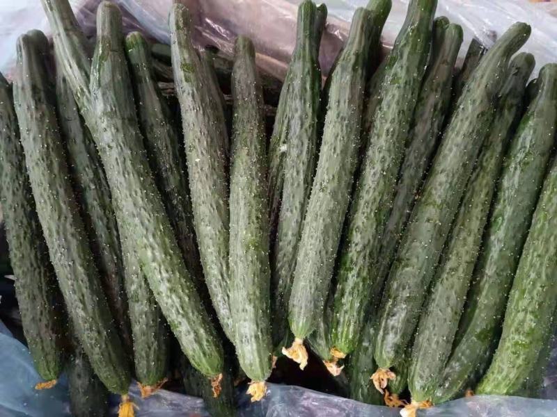 夏邑县油亮密剌黄瓜青瓤，当天釆一手货源产地发货，