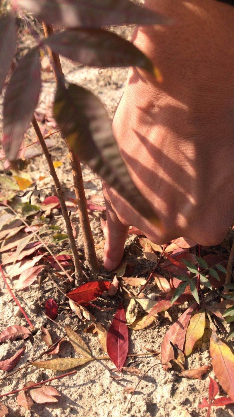 江西黄连木一年生小苗培育种植基地大量供应