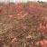 江西黄连木一年生小苗培育种植基地大量供应