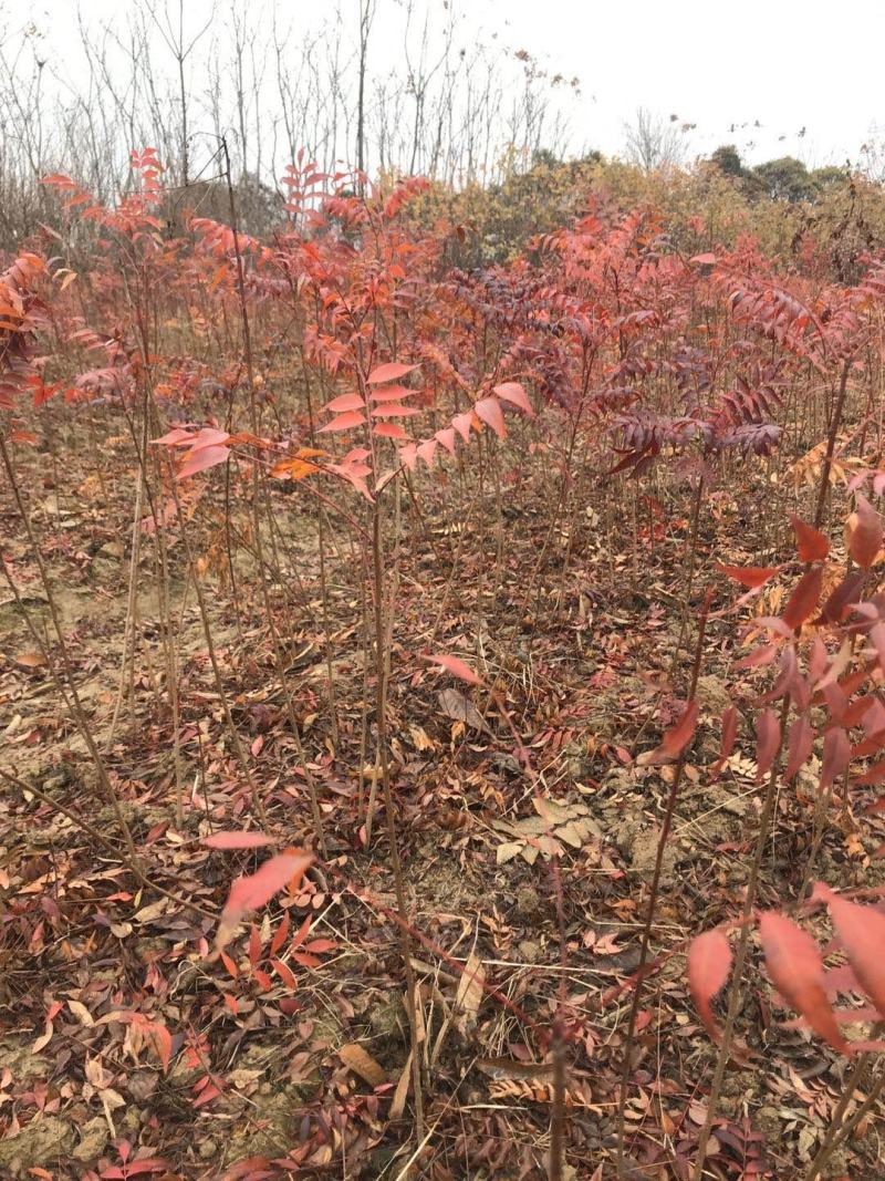 江西黄连木一年生小苗培育种植基地大量供应