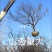 杏树，山杏，10到35各种规格绿化景观苗木