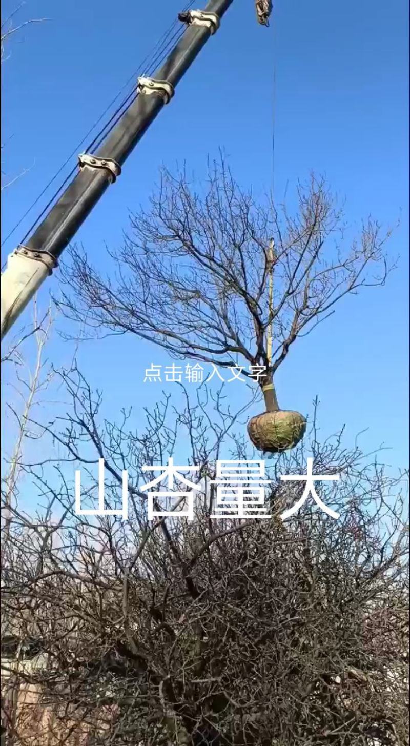 杏树，山杏，10到35各种规格绿化景观苗木