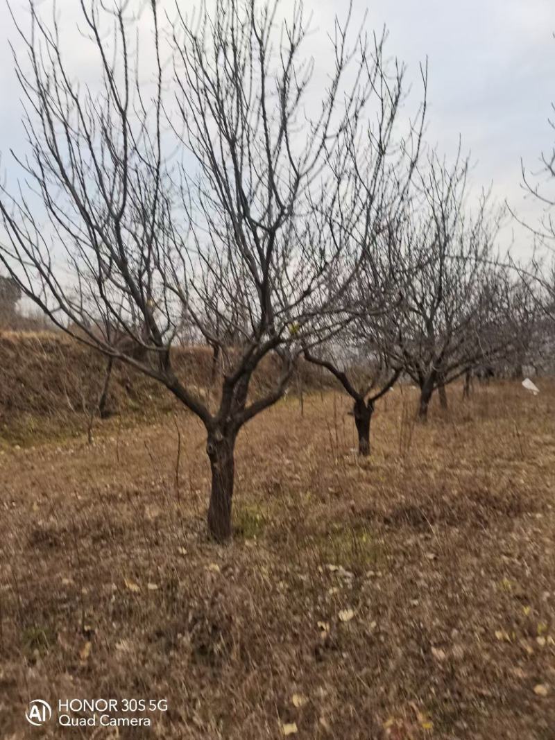 杏树，山杏，10到35各种规格绿化景观苗木