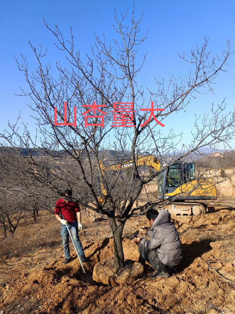 杏树，山杏，10到35各种规格绿化景观苗木