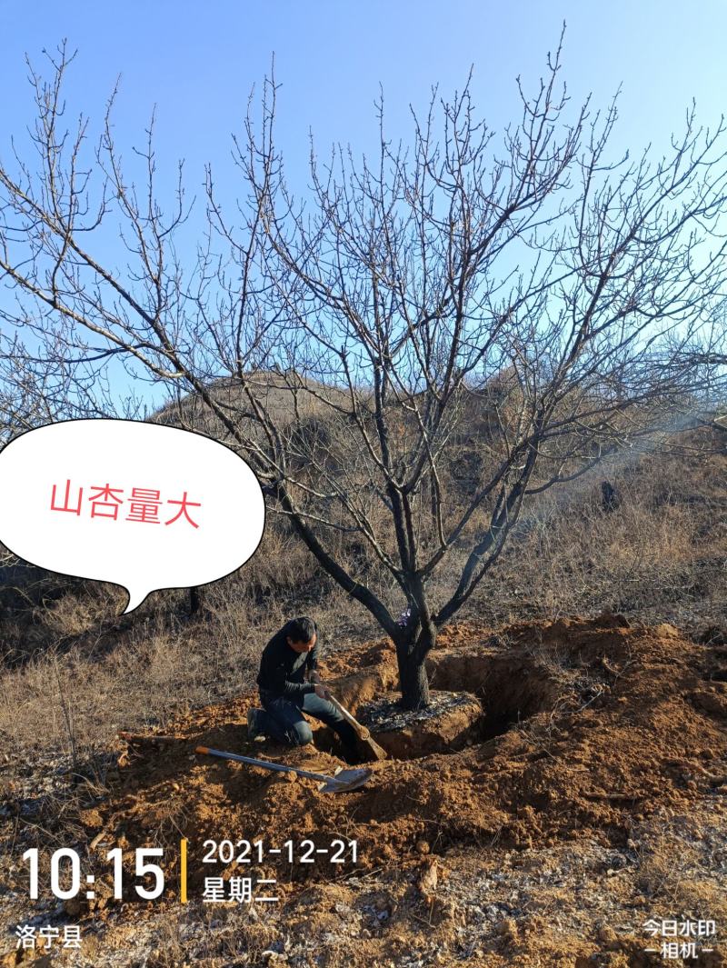 杏树，山杏，10到35各种规格绿化景观苗木