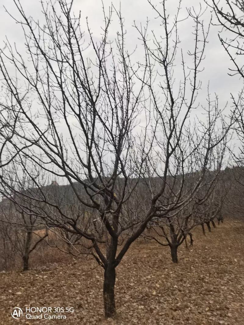 杏树，山杏，10到35各种规格绿化景观苗木