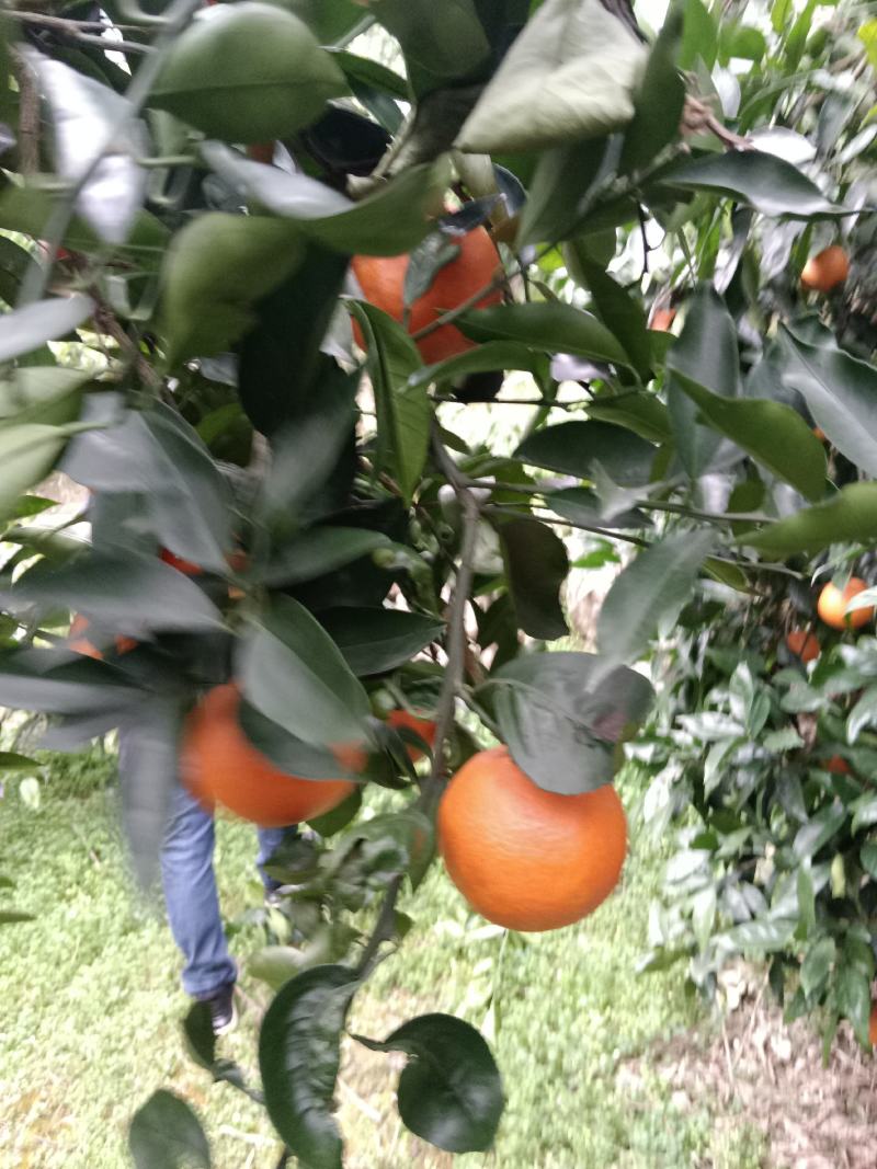 奉节脐橙【批发代办代发】纯甜化渣商品果，二级果代发！