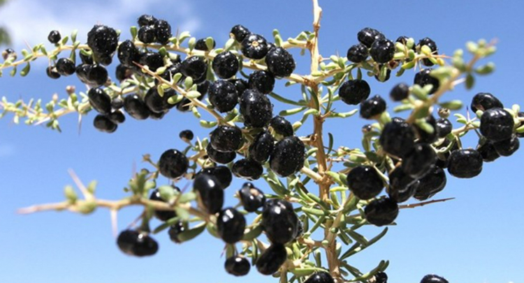 黑狗枸杞特写,展示其深黑色果实和自然生长状态 黑狗枸杞特写