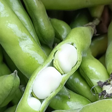 青蚕豆胡豆时令蔬莱