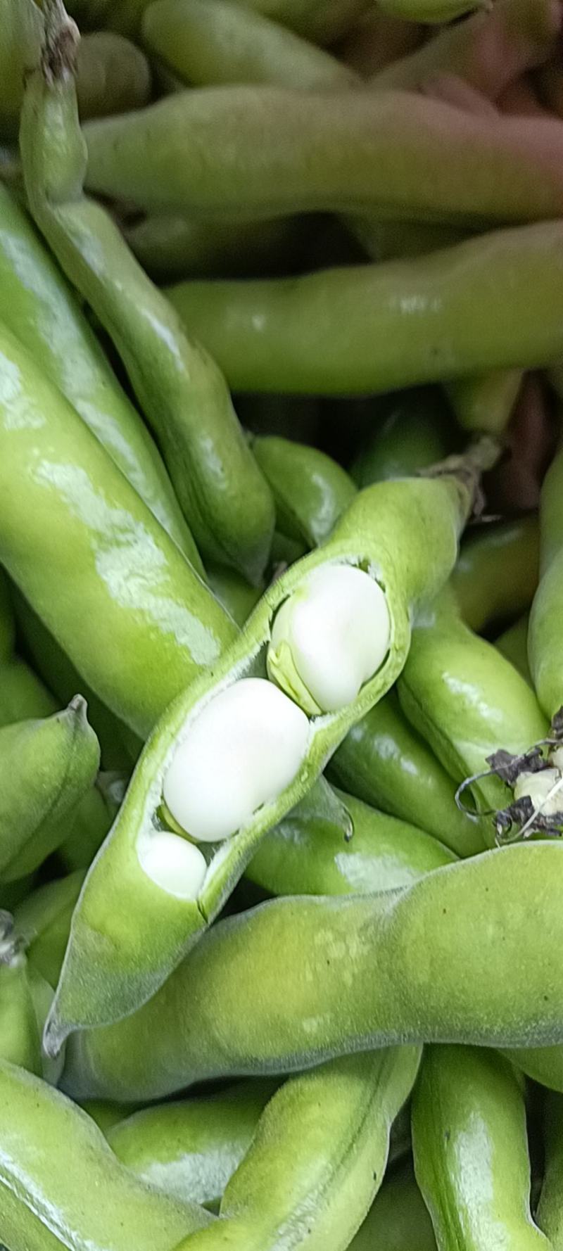 青蚕豆胡豆时令蔬莱