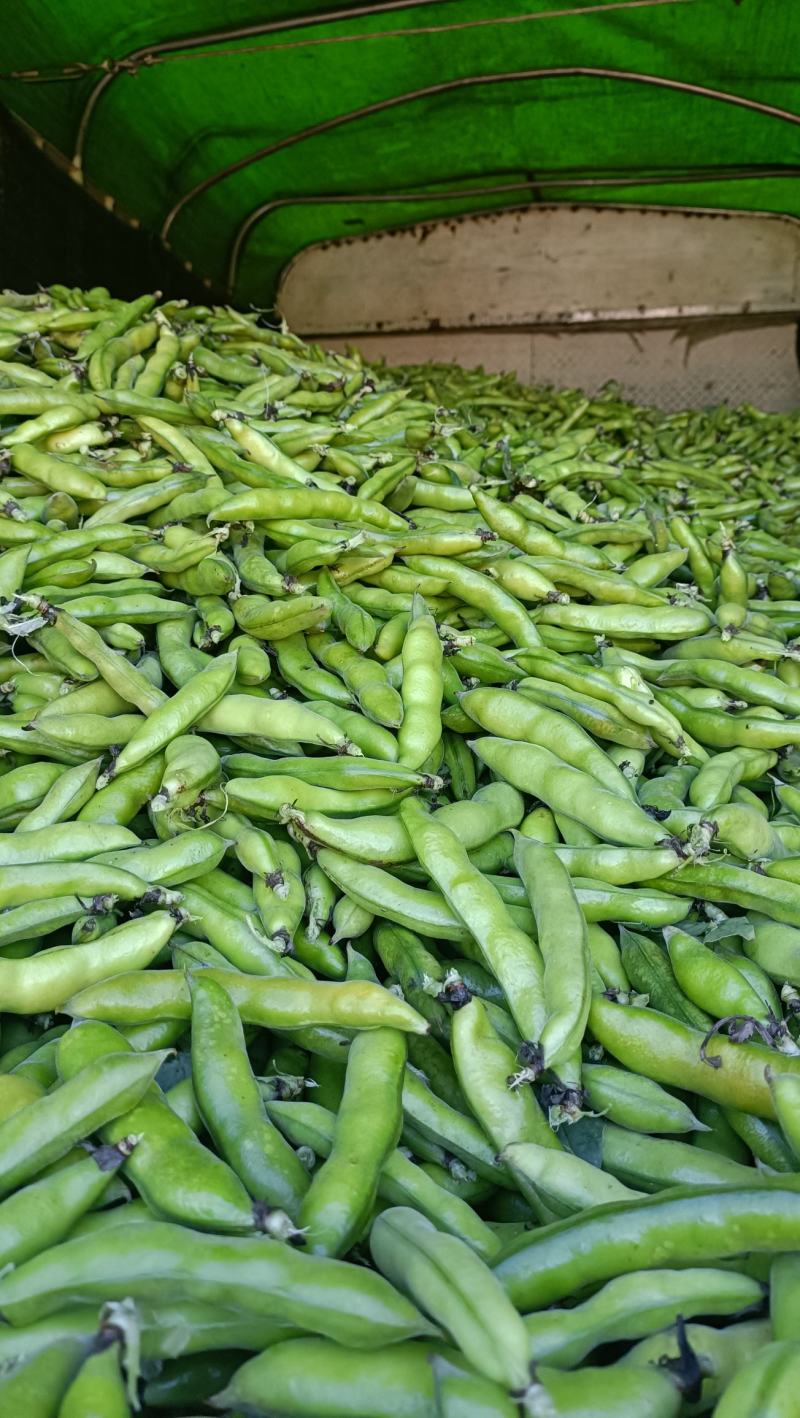 青蚕豆胡豆时令蔬莱