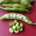 青蚕豆胡豆时令蔬莱