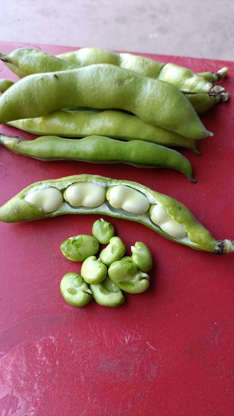 青蚕豆胡豆时令蔬莱