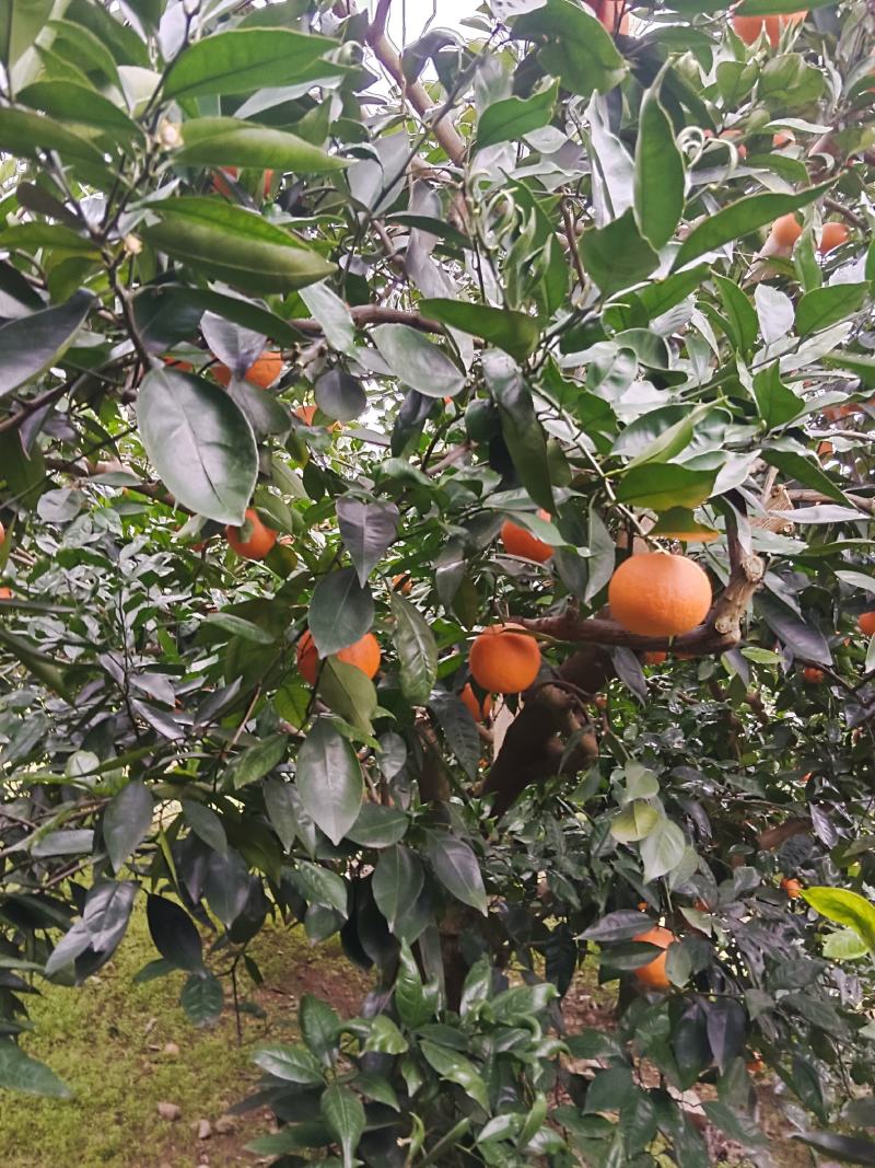 重庆奉节脐橙产地直发大量上市保质保量欢迎来电