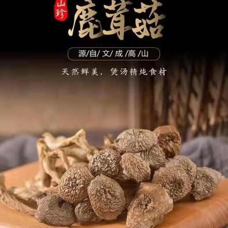 文成农家鹿茸菇干货新鲜精选精品食用菌煲汤食材