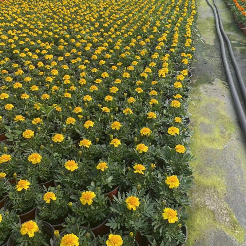 春季草花孔雀草（黄橙两色）