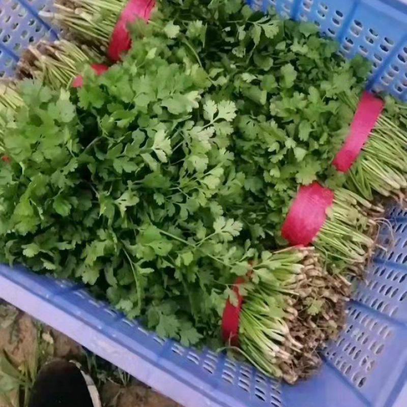 大叶香菜！产地直供！手工精细！对接商超！欢迎订购