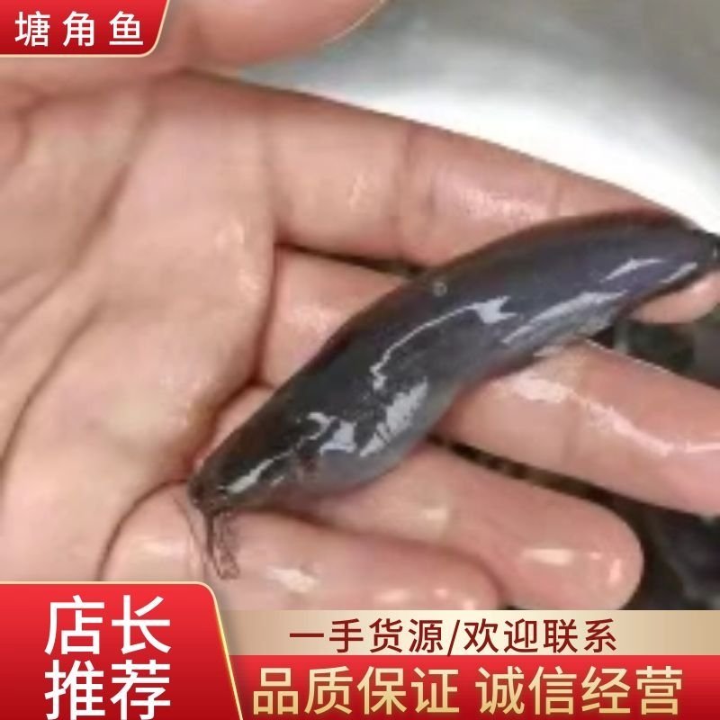 优质塘角鱼塘鲺鱼苗本地三黄塘鲺鱼欢迎咨询