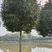 高杆红叶石楠：分枝一米七八，米八公分至十公分，数量三千棵