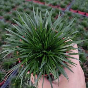 菖蒲金钱菖蒲手过留香8公分盆原盆批发好质量欢迎下单咨询