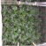 菖蒲金钱菖蒲手过留香8公分盆原盆批发好质量欢迎下单咨询