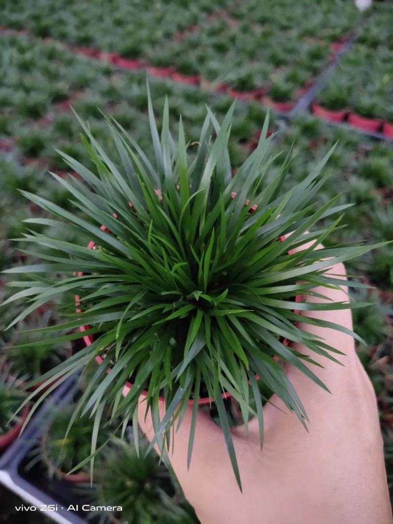 菖蒲金钱菖蒲手过留香8公分盆原盆批发好质量欢迎下单咨询