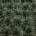 菖蒲金钱菖蒲手过留香8公分盆原盆批发好质量欢迎下单咨询