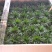 菖蒲金钱菖蒲手过留香8公分盆原盆批发好质量欢迎下单咨询